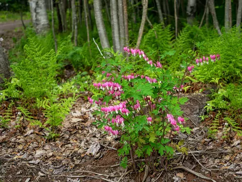 Serduszka w ogrodzie