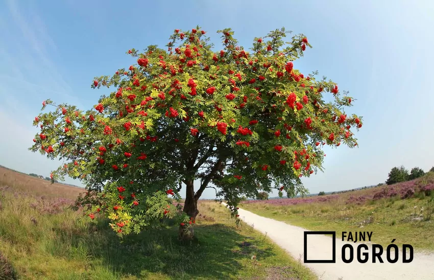 Jarzębina czerwona – pielęgnacja, wymagania, porady Drzewko jarzębinowe jest niezwykle ozdobne. W czasie owocowania roślina jest niezwykle dekoracyjna, ponieważ czerwone kuleczki owoców są przepiękne, a pielęgnacja drzewka jest wymagająca.