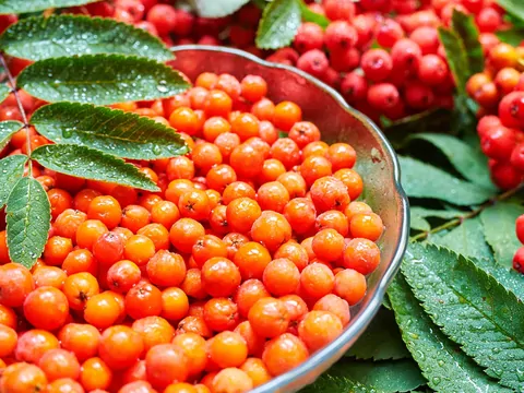 Pielęgnacja i wymagania jarzębiny czerwonej