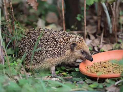 Domek dla jeża w ogrodzie