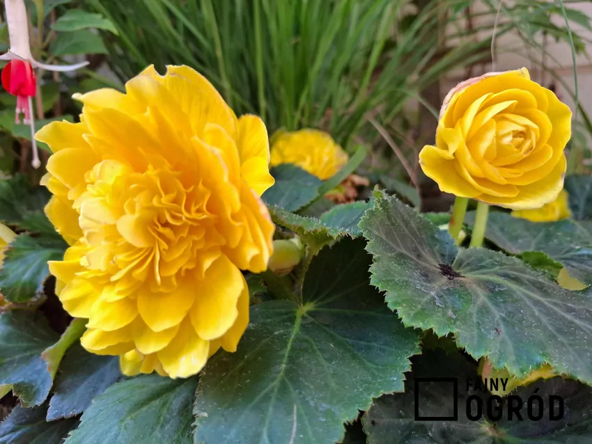 Begonia bulwiasta o żółtych kwiatach