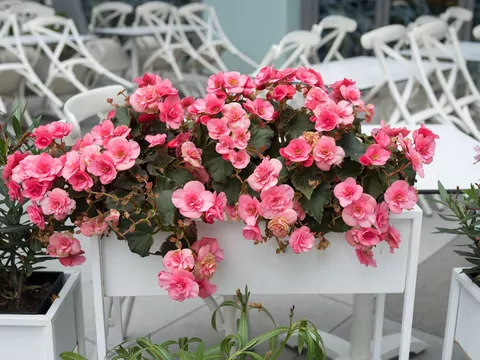 Cięcie begonii bulwiastej