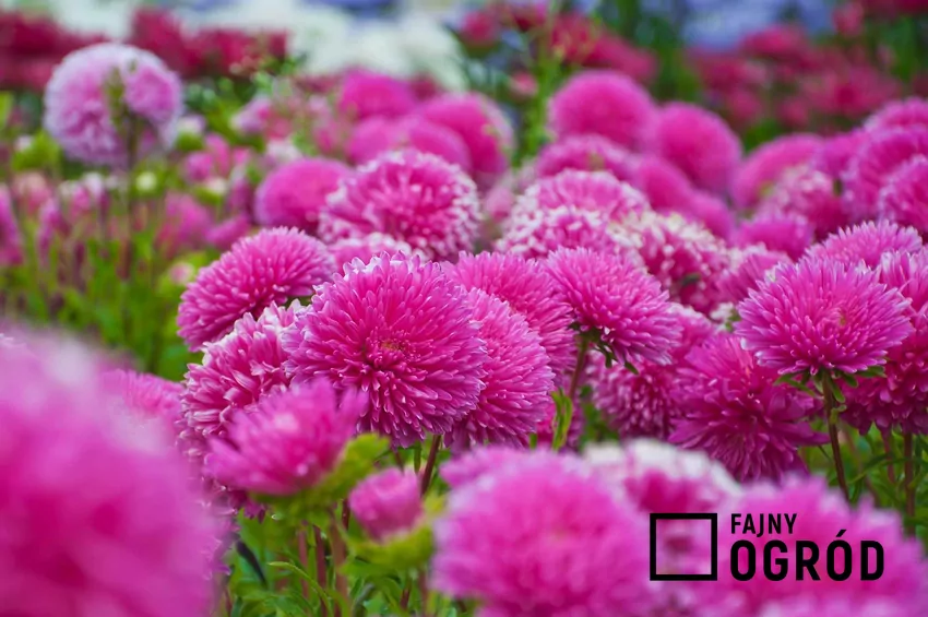 Aster nowoangielski dorasta nawet do 200 cm wysokości Astry w różowym kolorze