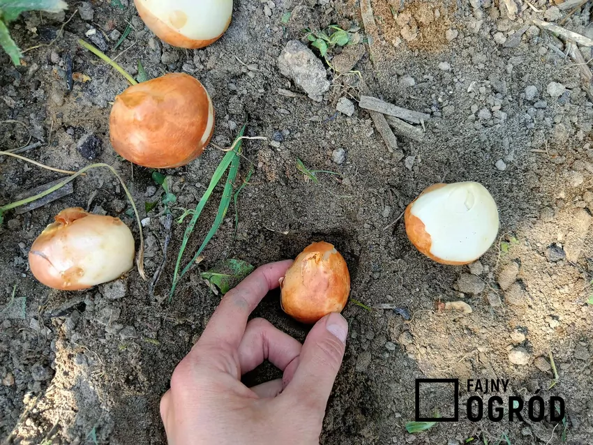 Sadzenie tulipanów w ogrodzie