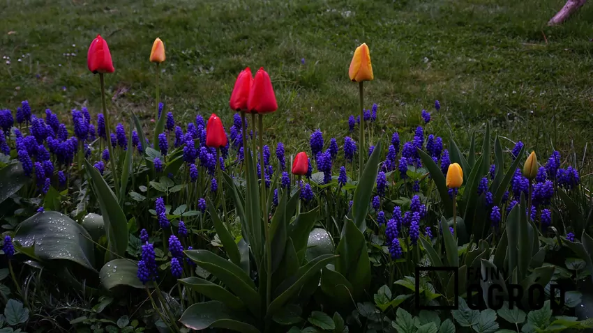 Tulipany i szafirki w ogrodzie
