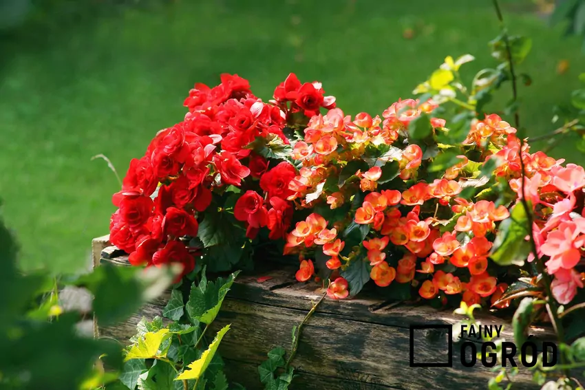 Begonia bulwiasta - uprawa, pielęgnacja, sadzenie i inne porady