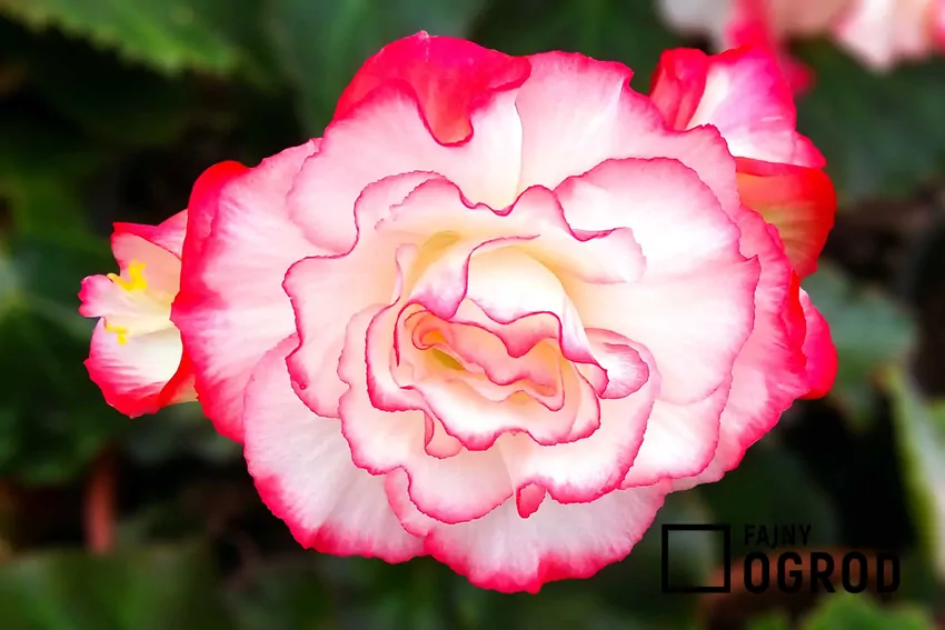 Begonia bulwiasta - uprawa, pielęgnacja, sadzenie i inne porady