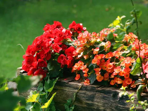 Begonia bulwiasta: uprawa i pielęgnacja