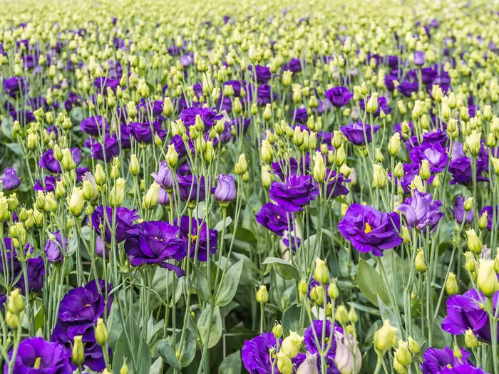 Eustoma: idealna na bukiet ślubny