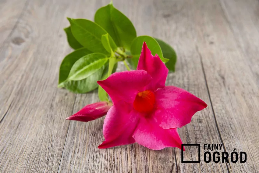 Dipladenia (mandewila) - pielęgnacja, podlewanie, porady