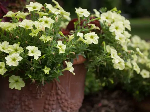 Pielęgnacja i podlewanie dipladenii
