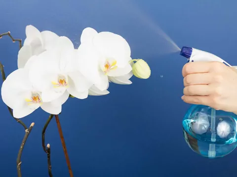 Pielęgnacja storczyka Phalaenopsis