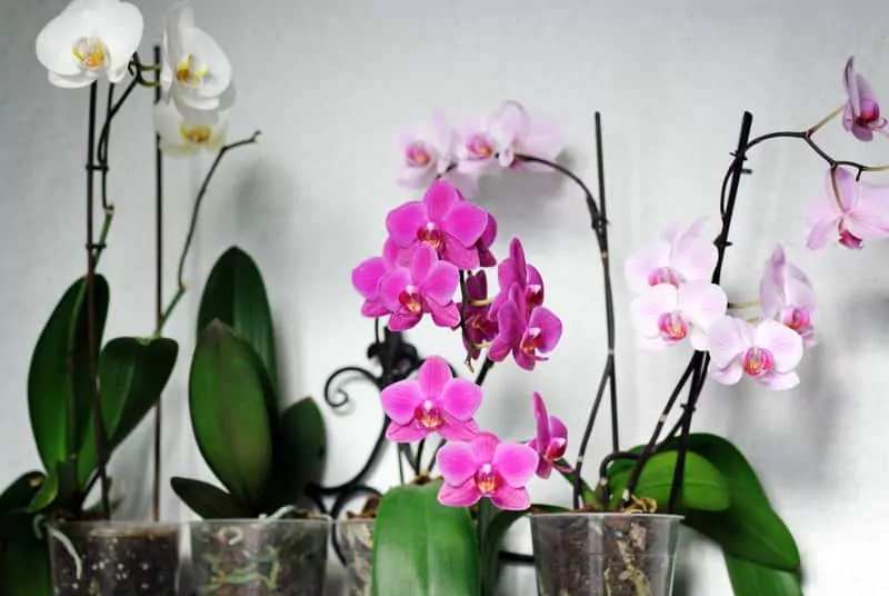 Storczyk phalaenopsis (Falenopsis) - pielęgnacja, podlewanie, porady Kompozycja różnokolorowych storczyków , czyli uprawa, sadzenie, wymagania, stanowisko, pielęgnacja - porady oraz odmiany storczyków
