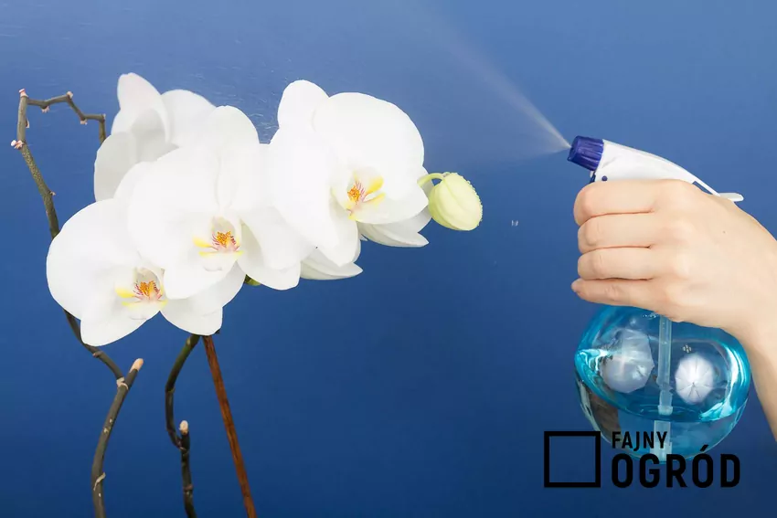 Storczyk phalaenopsis (Falenopsis) - pielęgnacja, podlewanie, porady Falenopsis to jeden z najpiękniejszych storczyków. Jest niezwykle atrakcyjny, a jego uprawa nie powinna nastręczać problemów. Podlewanie storczyka powinno być dość obfite.
