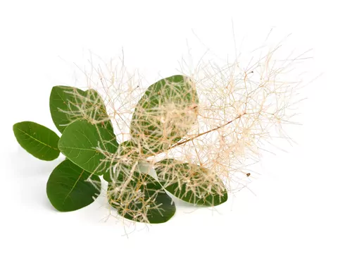 Perukowiec podolski: odmiany i pielęgnacja