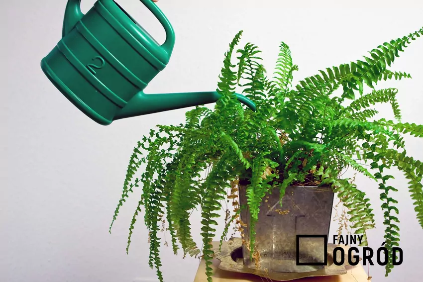 Paprotka zwyczajna domowa - odmiany, pielęgnacja, podlewanie, rozmnażanie