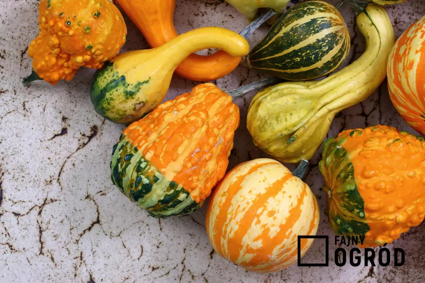 Dynie ozdobne na stole