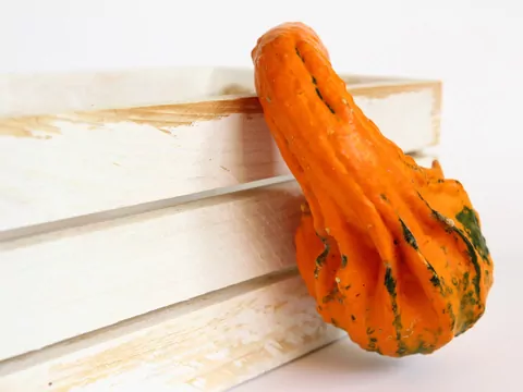 Dynia ozdobna do ogrodu