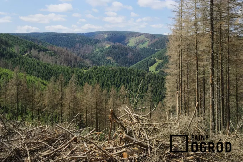 Masowe wymieranie drzewostanów świerkowych Przyczyną wycofywania się świerka z dawnych obszarów jest zmiana klimatu