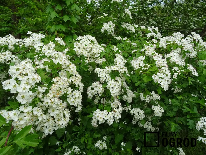 Głóg kwitnie i owocuje również w formie żywopłotu Białe kwiaty głogu są efektowną ozdobą żywopłotu