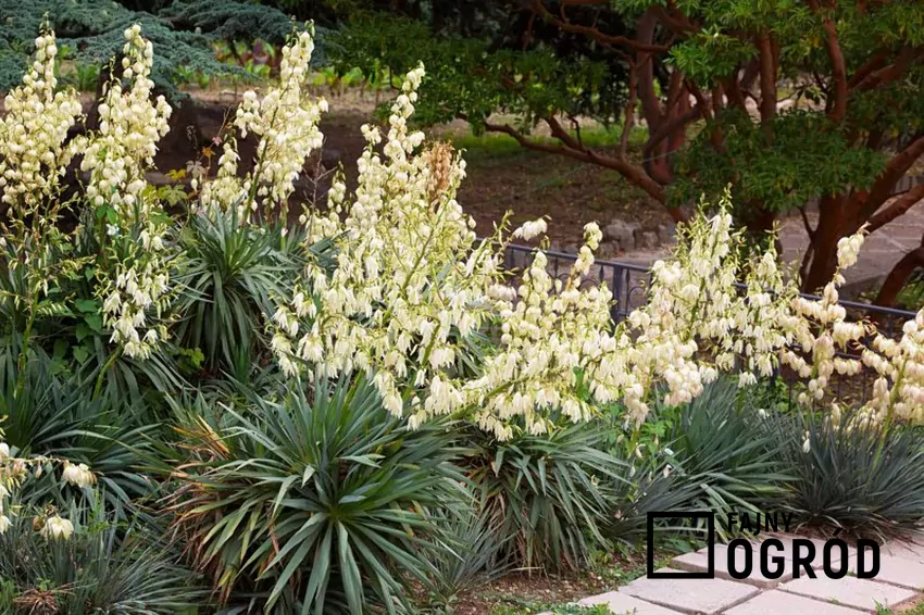 Juka ogrodowa - pielęgnacja, podlewanie i przesadzanie popularnej rośliny domowej