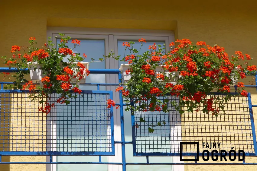 Pelargonia jest byliną i może przezimować do następnego sezonu