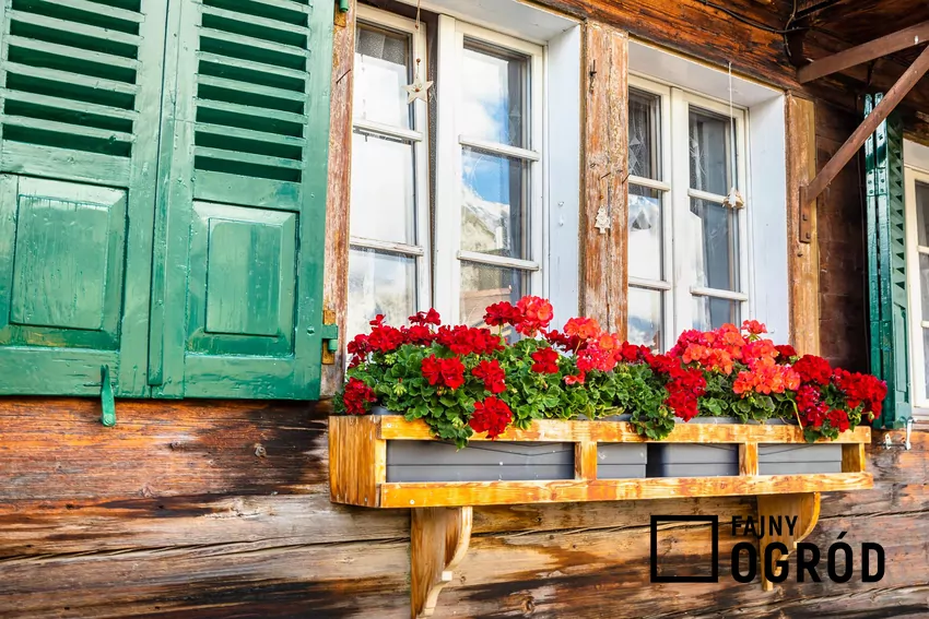 Pelargoniestanowią ozdobę balkonu do późnej jesieni