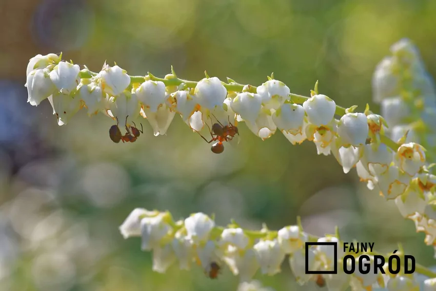 Pieris kwiecisty w ogrodzie