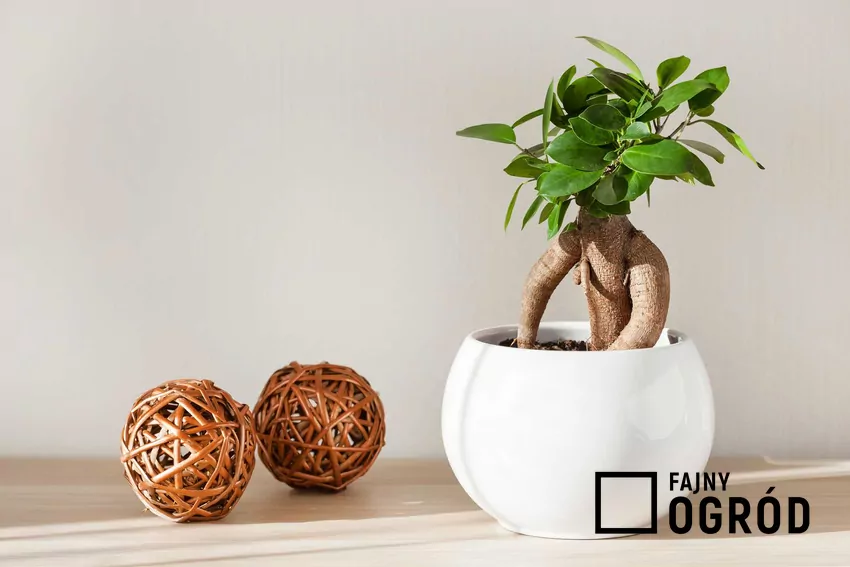Fikus bonsai - pielęgnacja, porady, ciekawostki Przycinanie fikusa jest kluczowym zabiegiem, by stworzyć drzewko bonsai. Należy robić to kilka razy w roku, usuwając niewielkie części drzewka.