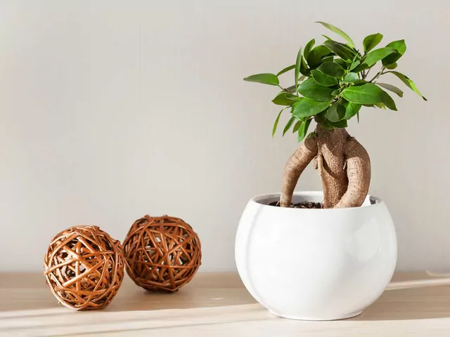 Pielęgnacja i porady dla fikusa bonsai