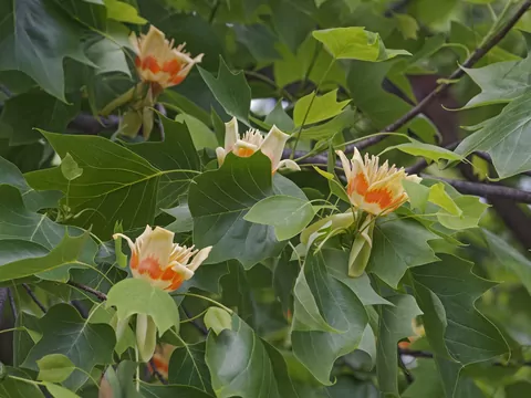 Tulipanowiec amerykański w ogrodzie