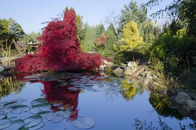 Klon palmowy to nie jest najbardziej popularna roślina ozdobna. Jego odmiany mają ciekawe liście, ale drzewo jest podatne na choroby. Klon palmowy - odmiany, pielęgnacja, choroby i porady