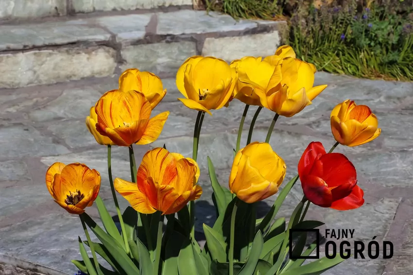 Liczne odmiany tulipanów różnią się zarówno kolorem, jak i formą kwiatów