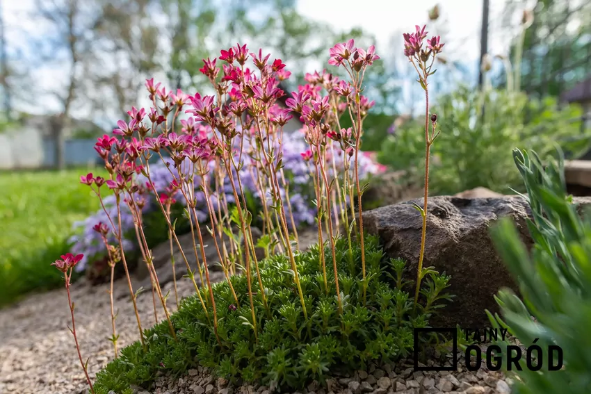 Większość skalnic dobrze rośnie na podłożu ubogim i jałowym