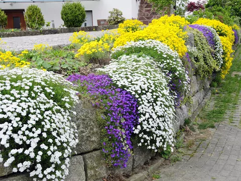Smagliczka skalna i nadmorska