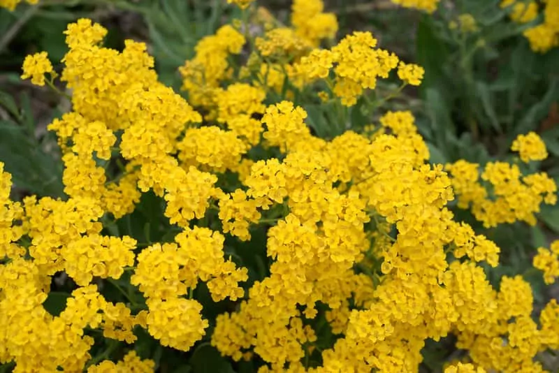 Gęste kobierce smagliczki przyciągające pszczoły i motyle Smagliczka skalna o licznych żółtych kwiatach w ogrodzie skalnym, a także uprawa, odmiany, sadzenie i pielęgnacja