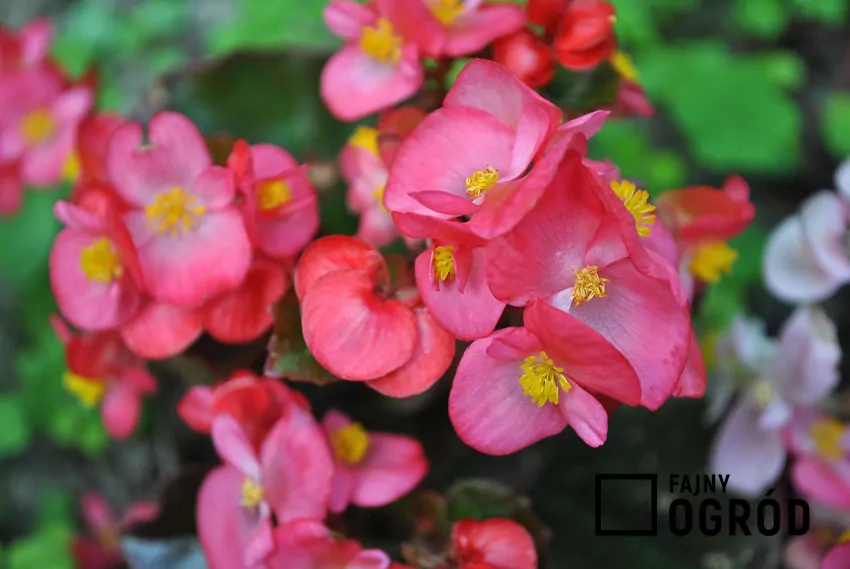 Liczne gatunki i odmiany begonii kwitną nieprzerwanie przez całe lato