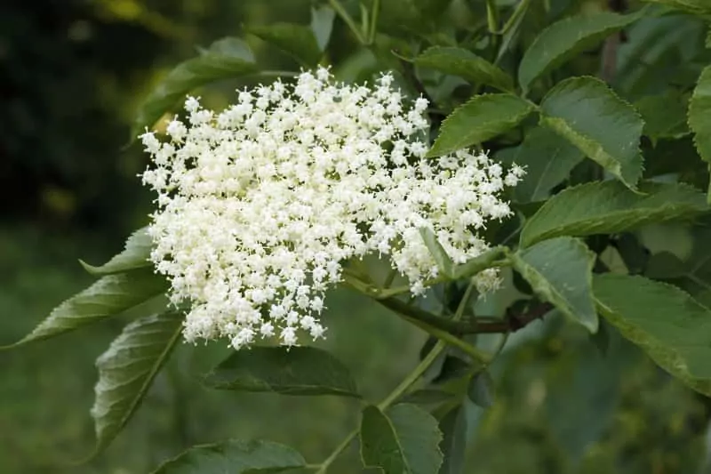 Kwiaty czarnego bzu – naturalny sposób na wzmocnienie odporności Białe kwiaty czarnego bzu, a także czarny bez i jego uprawa, przetwory, wino, soki i nektary z czarnego bzu krok po kroku