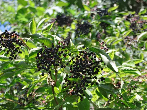 Czarny bez: właściwości i zastosowanie