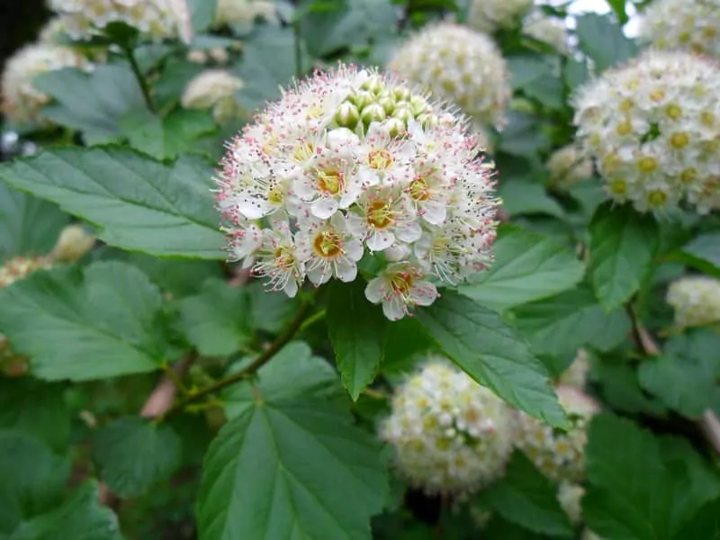 Pęcherznica kalinolistna o ciekawych kwiatostanach Pęcherznica kalinolistna o ciekawych kwiatostanach, a także uprawa, pielęgnacja oraz cięcie i podlewanie krok po kroku