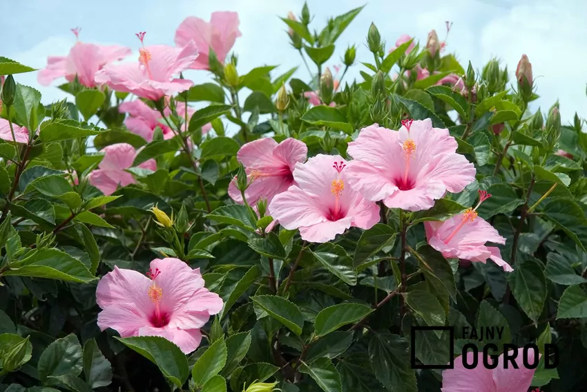 Róża chińska - pielęgnacja, rozmnażanie, choroby i inne porady