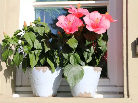 Róża chińska - pielęgnacja i porady