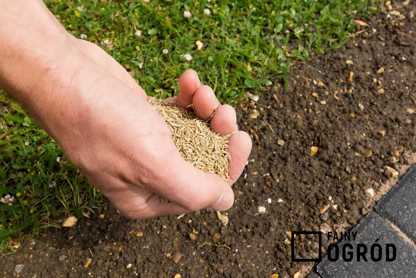 W mieszankach niskiej jakości często znajdują się trawy pastewne, które zanikają po pierwszej zimie Wysiew trawy