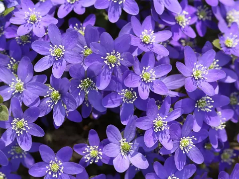 Przylaszczka w ogrodzie