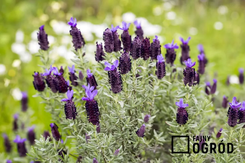 Lawenda francuska zachwyca niezwykłym wyglądem kwiatostanów Lawenda francuksa w ogrodzie