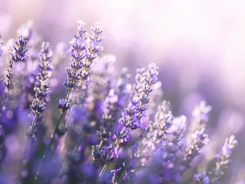 Odmiany lawendy do ogrodu