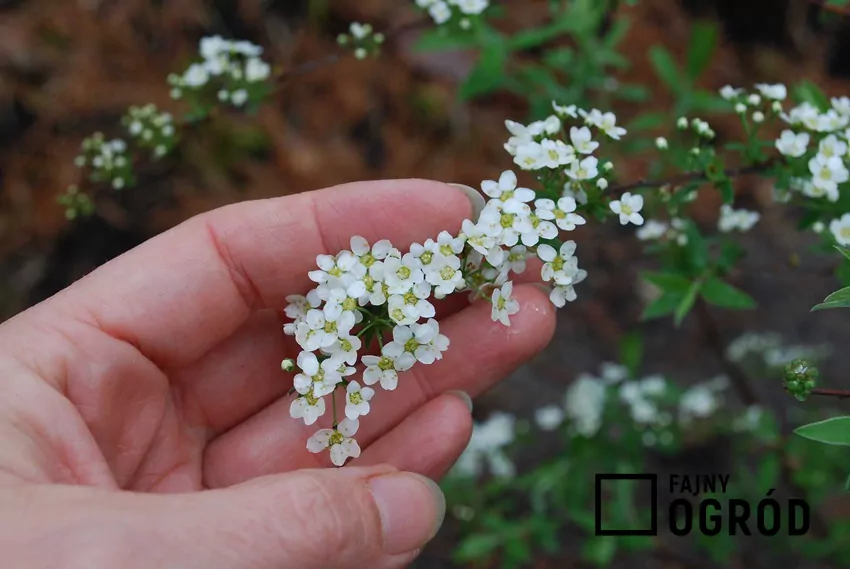 Tawuła norweska Grefsheim (Spiraea cinerea) - uprawa, pielęgnacja cięcie, porady Uprawa tawuły norweskiej nie jest trudne, zwłaszcza, że krzew ma naprawdę niewielkie wymagania. Tawuła norweska nie potrzebuje dużo wody, ale wymaga regularnego cięcia.