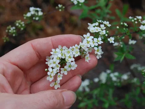 Uprawa i pielęgnacja tawuły Grefsheim