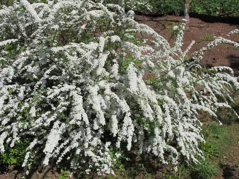 Tawuła norweska Grefsheim (Spiraea cinerea) - uprawa, pielęgnacja cięcie, porady Tawuła norweska w ogrodzie o licznych kwiatach, a także sadzenie krzewu, pielęgnacja, uprawa oraz przycinanie