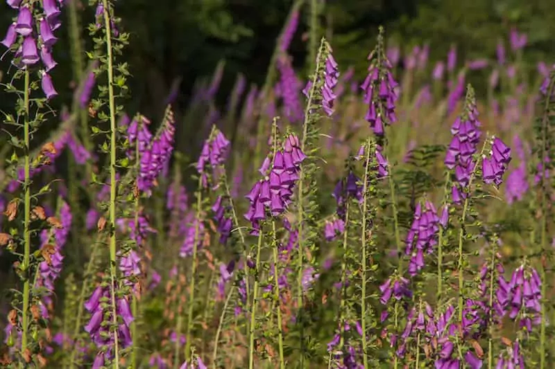 Naparstnica purpurowa, Digitalis purpurea - odmiany, sadzenie, wysiew, warunk uprawy, wymagania, stanowisko, pielęgnacja - porady